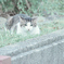 野良にゃんこ
