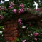 Red brick with Pink rose