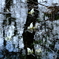 池塘の水芭蕉