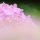 薄桃花