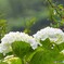 紫陽花 ②