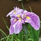 咲き始めた花菖蒲