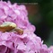自宅紫陽花Ⅱ