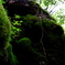 苔むす