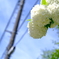 紫陽花の季節