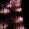 夜の藤
