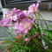 朽ちた花