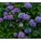 梅雨風物詩を飾る花