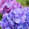 紫陽花