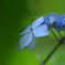 雨に濡れる紫陽花　②