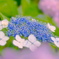 額紫陽花