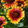 ISO22800