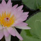 蓮の花　ピンク