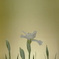 金屏風に白菖蒲