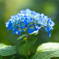Blue & Green