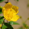 華 #302