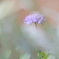 松虫草
