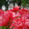 千種公園ゆり園にて