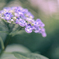 紫陽花