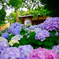 紫陽花寺