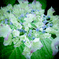 咲く前の紫陽花