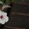 花　その264