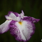 花菖蒲3「肥後系＝松濤」