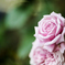 薔薇は漢字で書けない