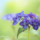 asian beauty.+*:ﾟ+｡.☆