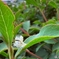 an insect　昆虫
