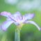 朝の菖蒲園で
