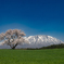 小岩井・・・春