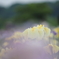 梅雨を告げる花
