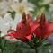 紅白揃い踏み