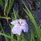 透き通る水と花菖蒲