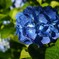 紫陽花の咲く公園 (2)