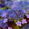 山紫陽花