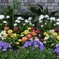 エントランスの花壇にて