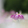 菖 蒲