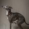 Italian Greyhound