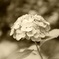 紫陽花