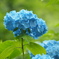 紫陽花の海から