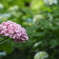 ピンクの紫陽花