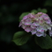 三景園 (1) 250613-248
