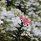 梅雨の時、私が主役です紫陽花さん