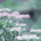 紫陽花。