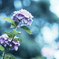 紫陽花。