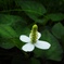 そっと...咲く