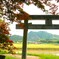 初夏の赤もみじ