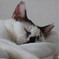 ぐっすり。